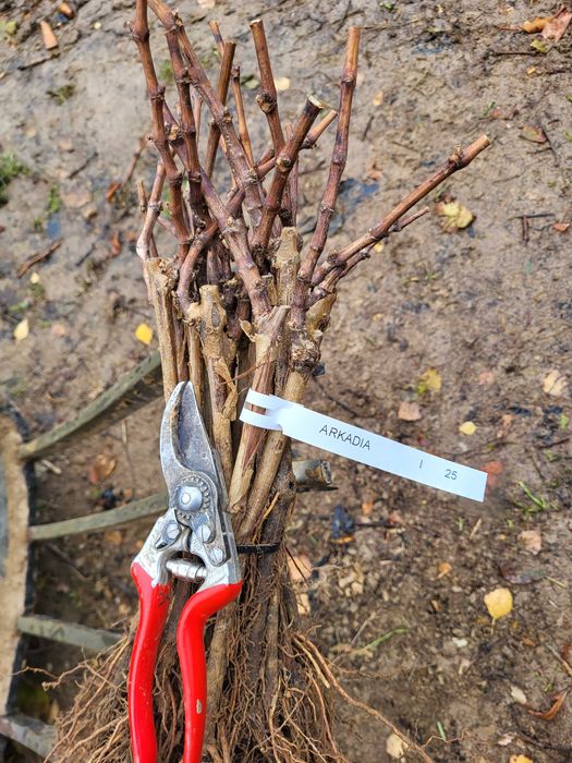 Sadzonki winorośli deserowe Arkadia, Einset, Alden gołokorzeniowe