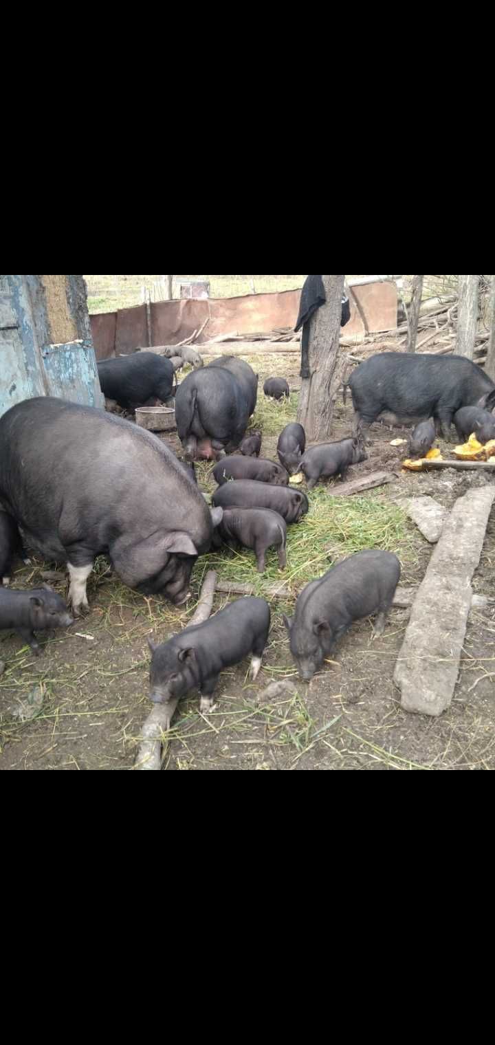 В'єтнамські поросятка -