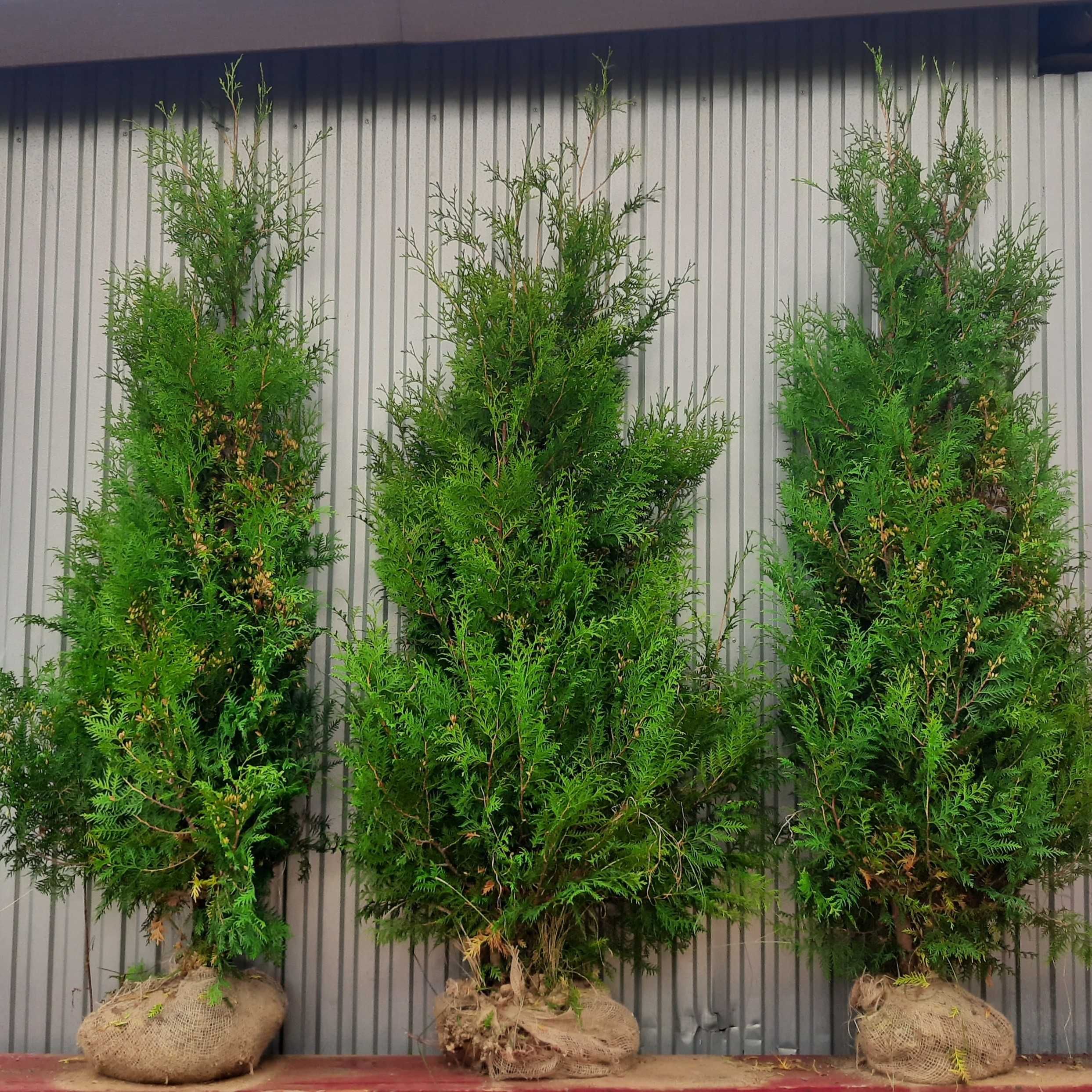 Thuja Brabant 200,220,240,250 cm! Tuja, tuje! Sadzenie! Nasza dostawa!