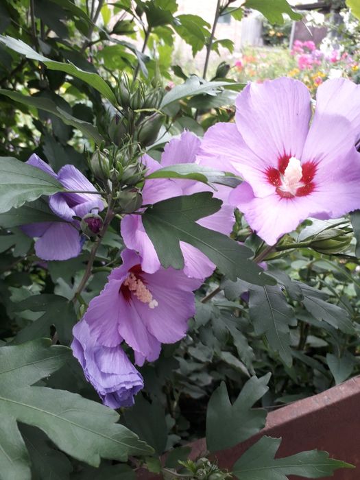 Гібіскус деревовидний, або сирійський.
