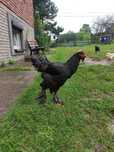 Kury koguty  Brahma olbrzymia, ayam cemani