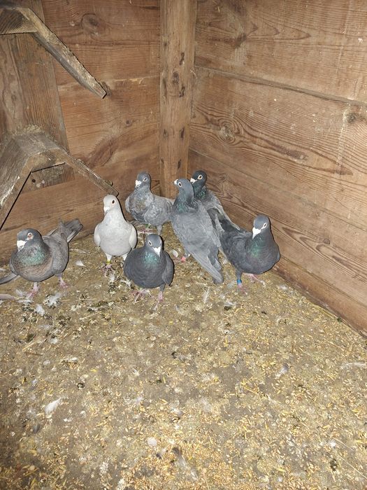 Goelebie pocztowe kolorowe