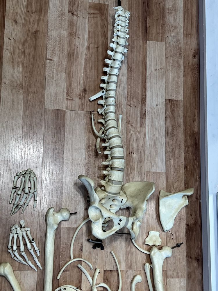 Okazja! Szkielet biologiczny anatomiczny sztuczne kości