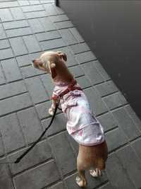 Зайка! платье китаянка атласное розовое для собаки кота шелковое