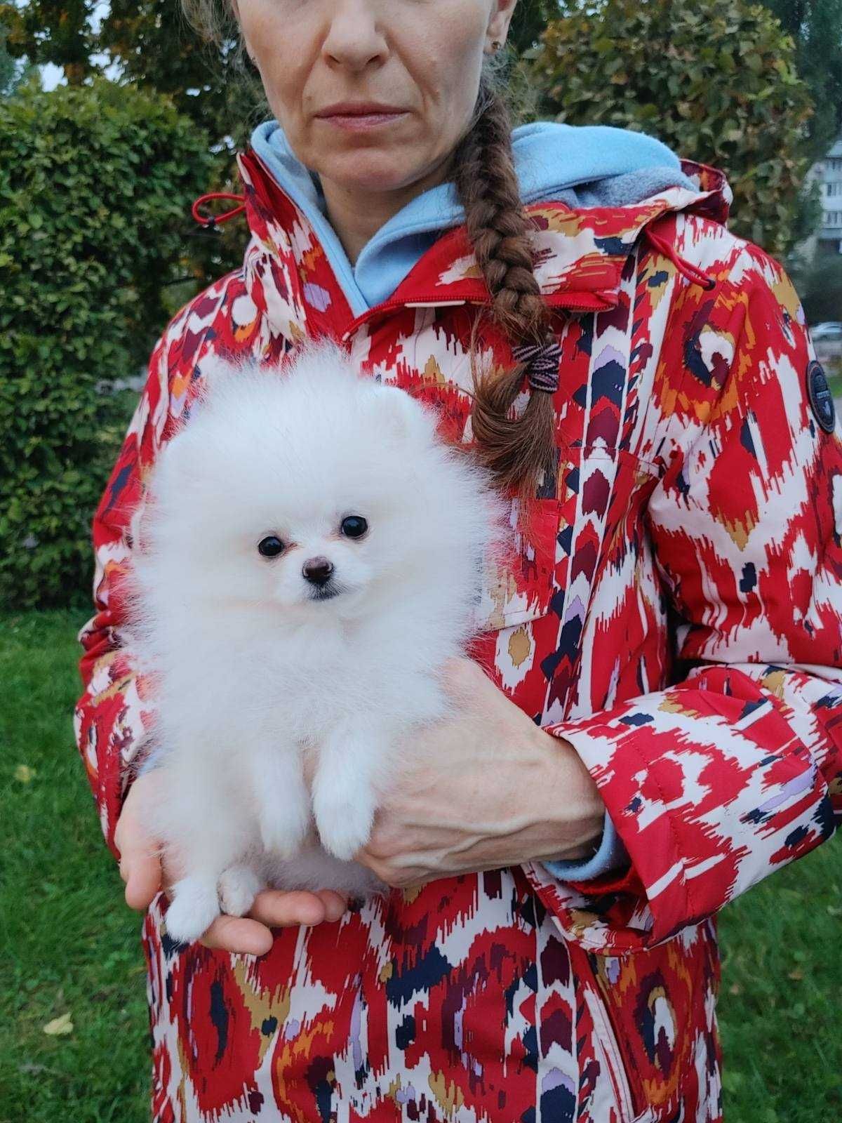 Тримісячна Mini Pomeranian дівчинка в білому хутрі 800 грамів+. Київ