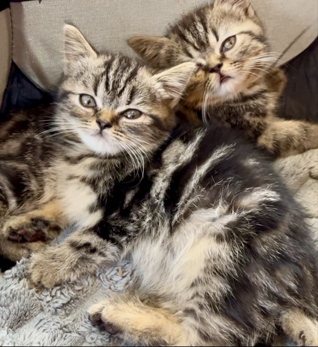 Продам Шотландських котиків