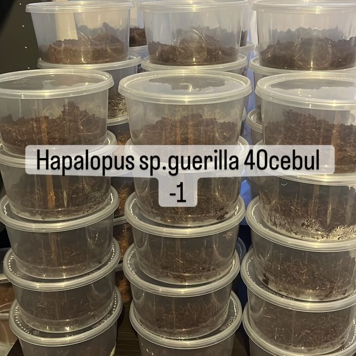 Hapalopus sp.guerilla