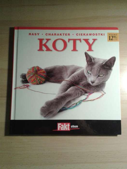 Koty: Rasy, charakter, ciekawostki