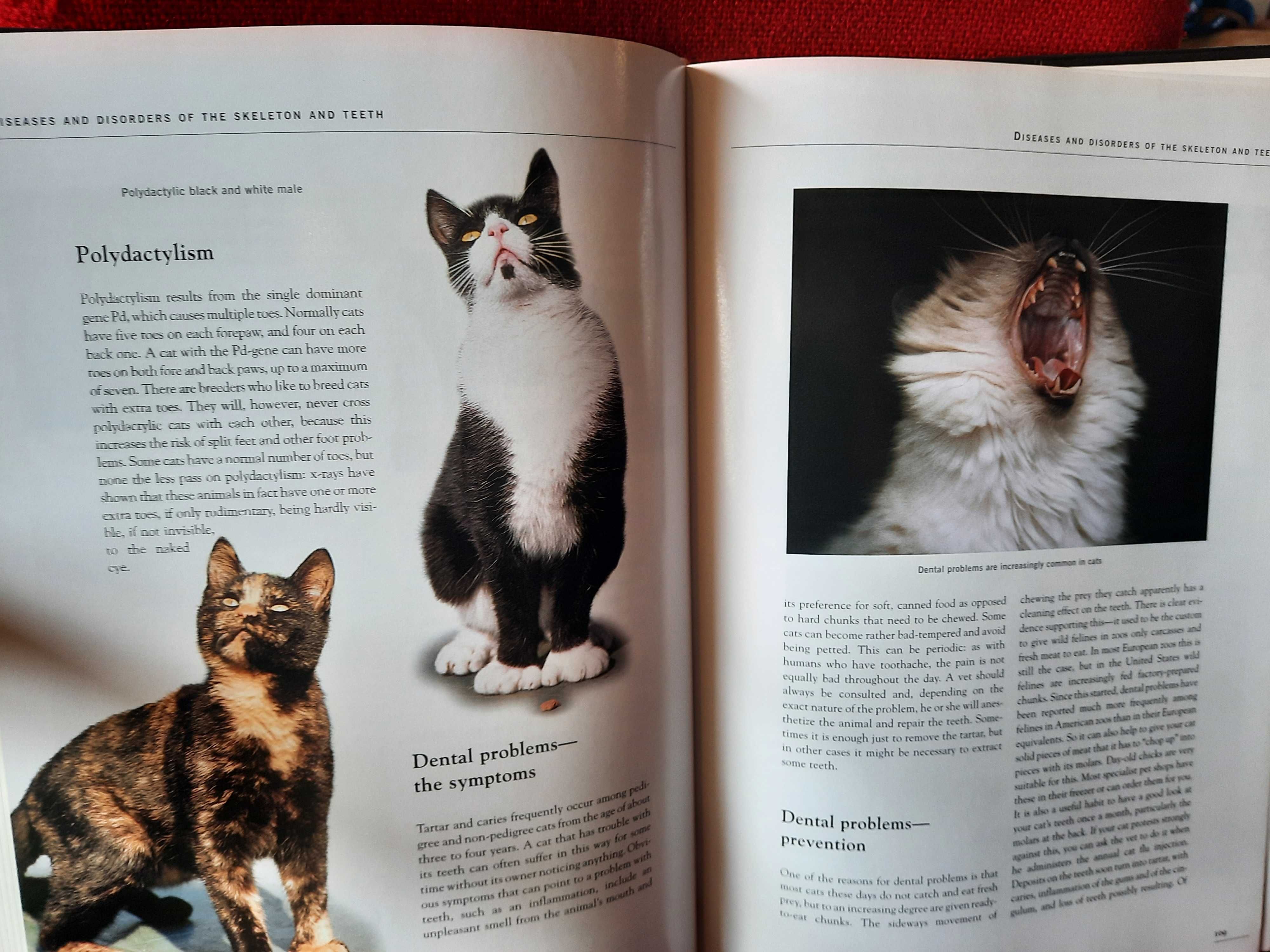 The complete encyclopedia of Cats