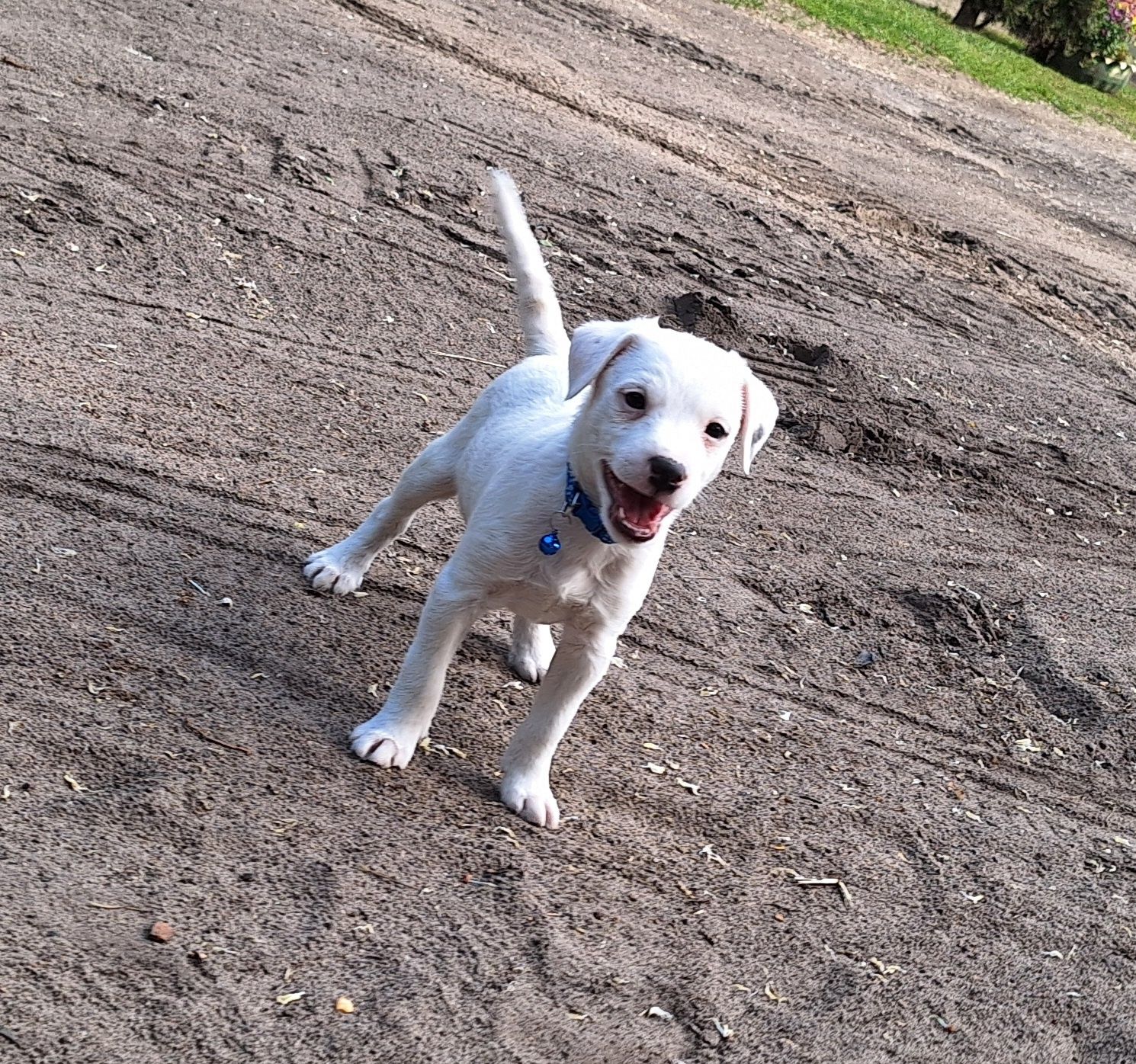 Szczeniak Parson Russell Terrier ZKWP FCI