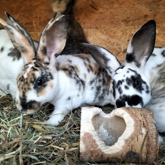 Króliki miniaturki rex trójbarwny