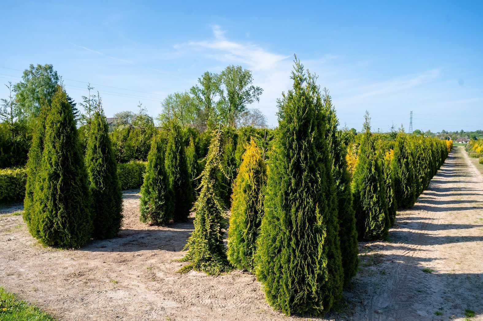 Tuja Szmaragd - Wielkość od 1,5m do ponad 3 metrów