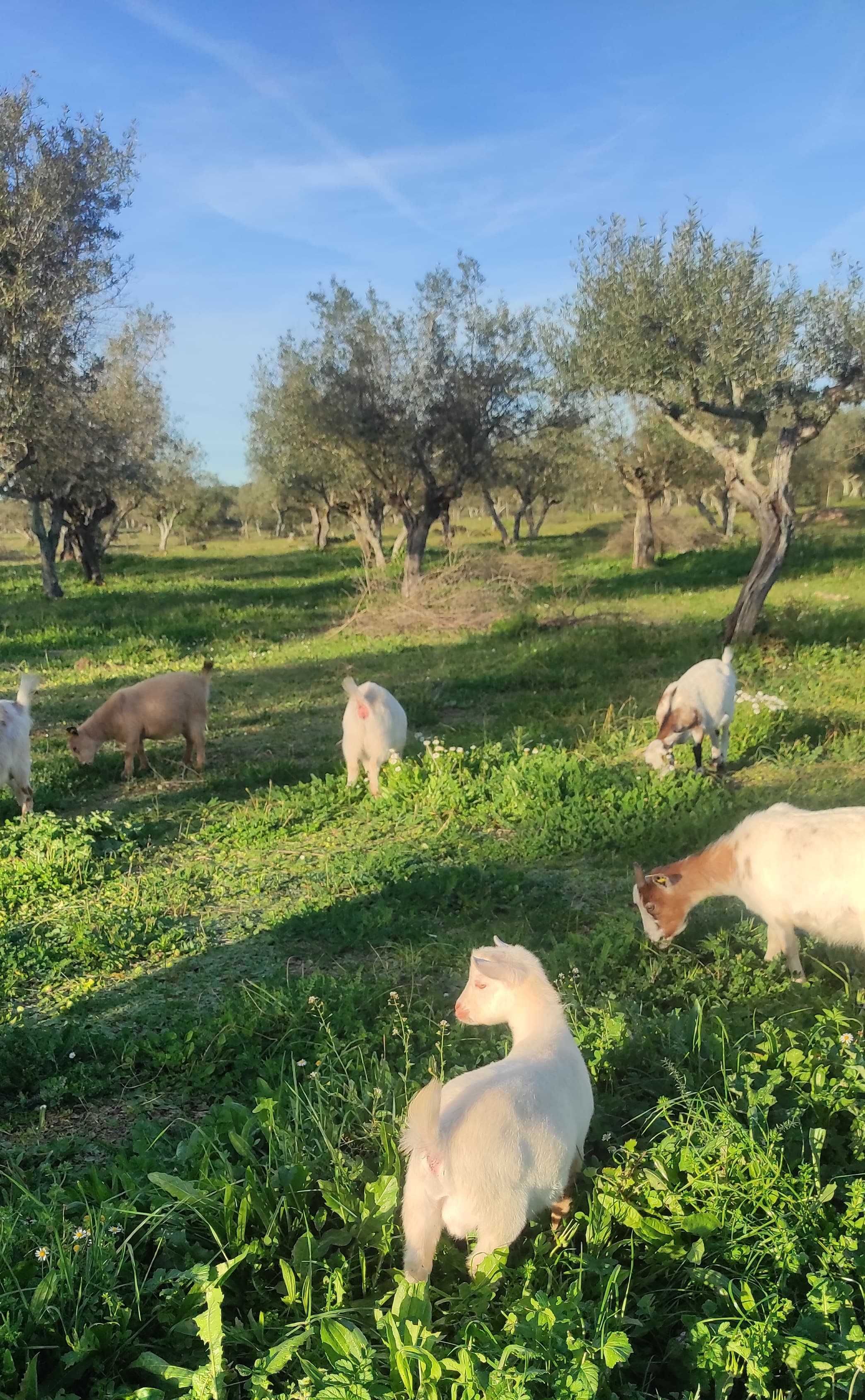 Cabras anãs e cabritos