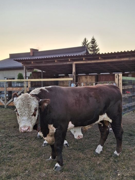 Byk rasy hereford 100%