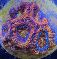 Acanthastrea Lord Rainbow 7P akwarium morskie koralowiec