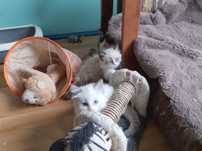 Kociaczki ragdoll