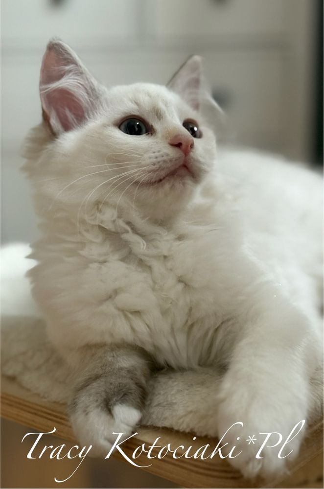Kotka rasy Ragdoll