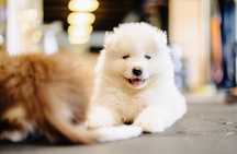 Uśmiechnięty samoyed z hodowli FCI/ZKWP-Twój przyszły przyjaciel