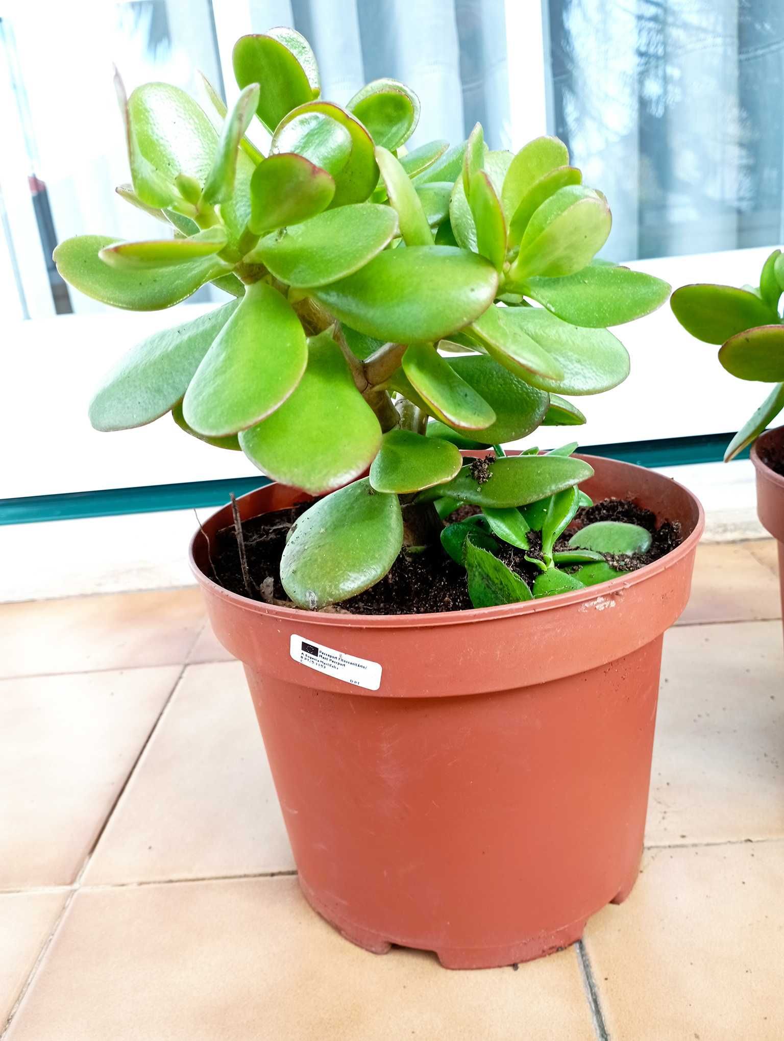 Planta Jade em Vaso