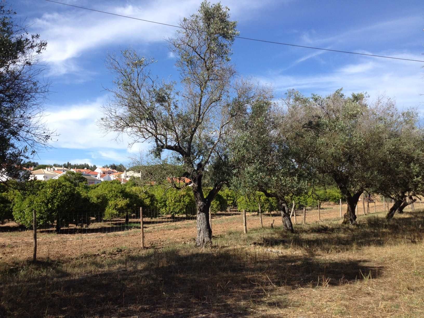 Aluga-se Quinta de produção agrícola - 2 Hectares - em PLENA produção