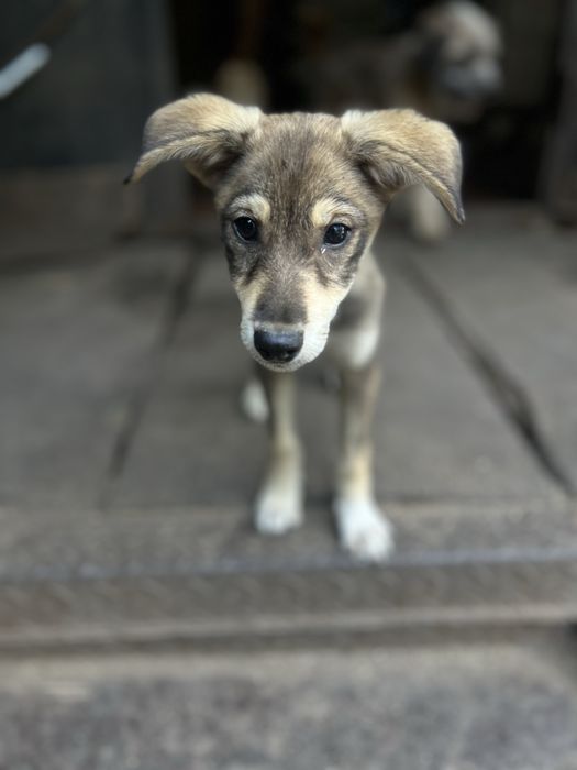 Класная девочка щенок Бровка