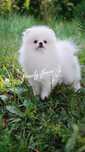 Szpic miniaturowy. Piękny chłopak! Pomeranian!
