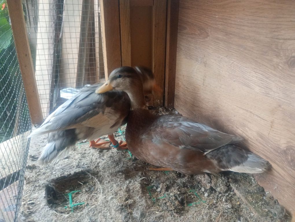 Kaczki Call Duck, Kanadyjskie - pary 25