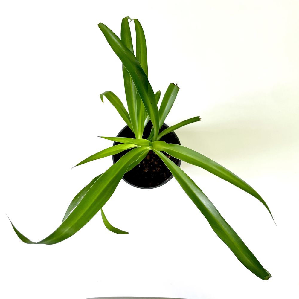 Clorofito - planta aranha - muda em vaso