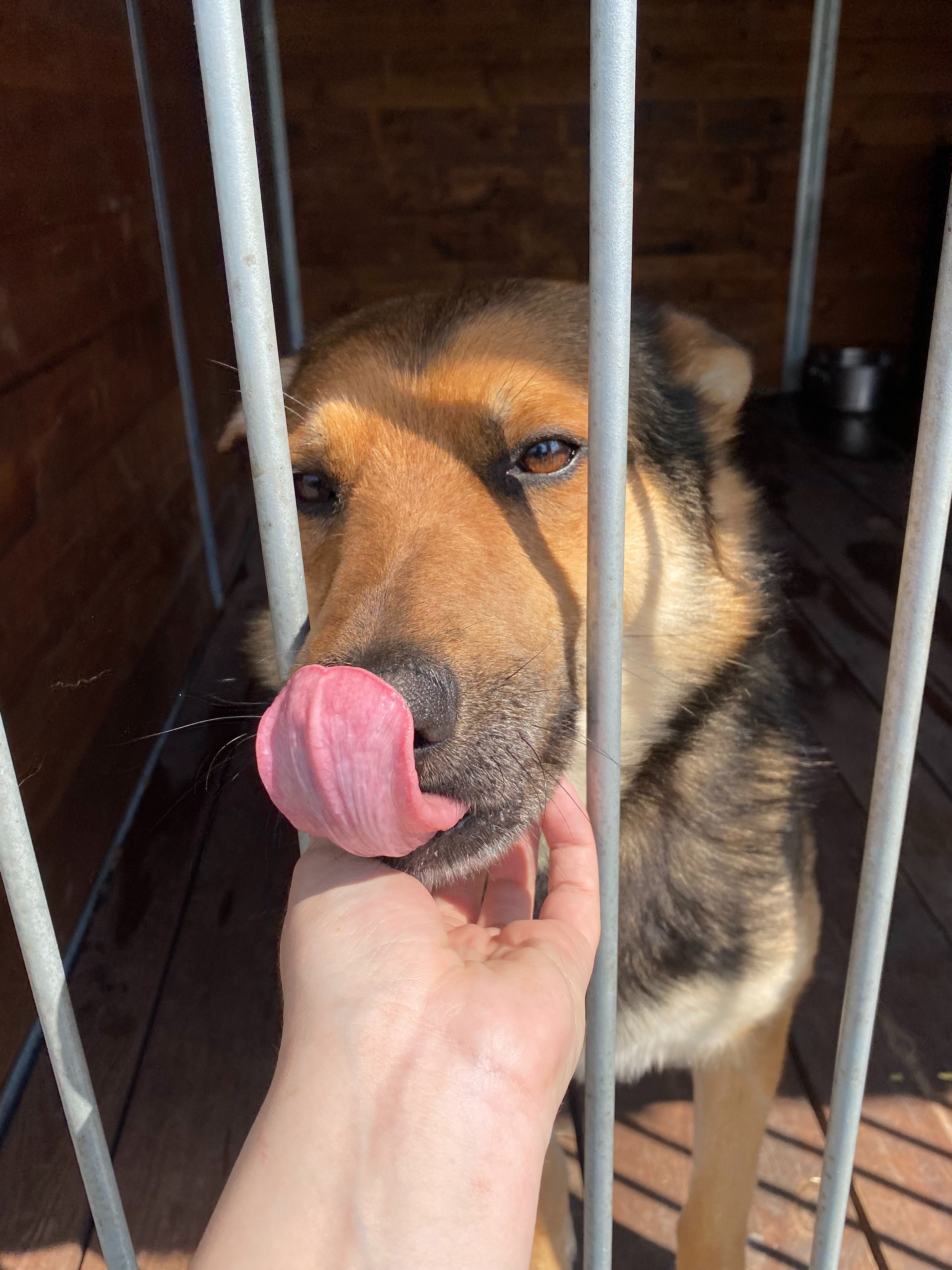 Berni pies w typie owczarka niemieckiego do adopcji Kalisz Wrocław