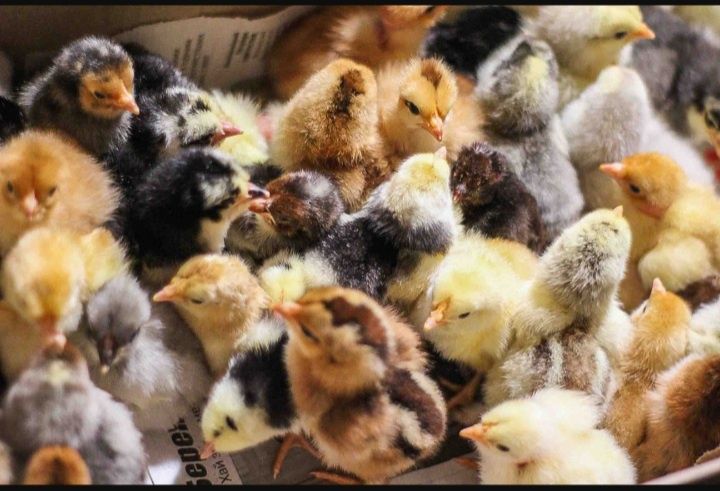 Курчата.Добові курчата.