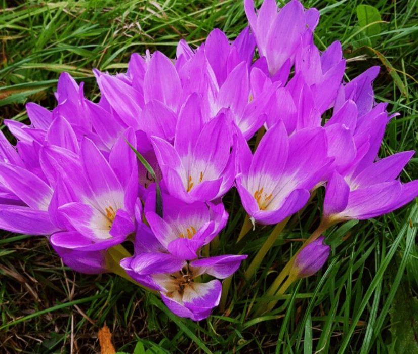 Цветок (луковицы) Безвременник.