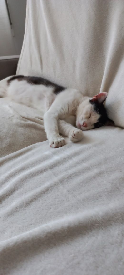 Gato para adoção