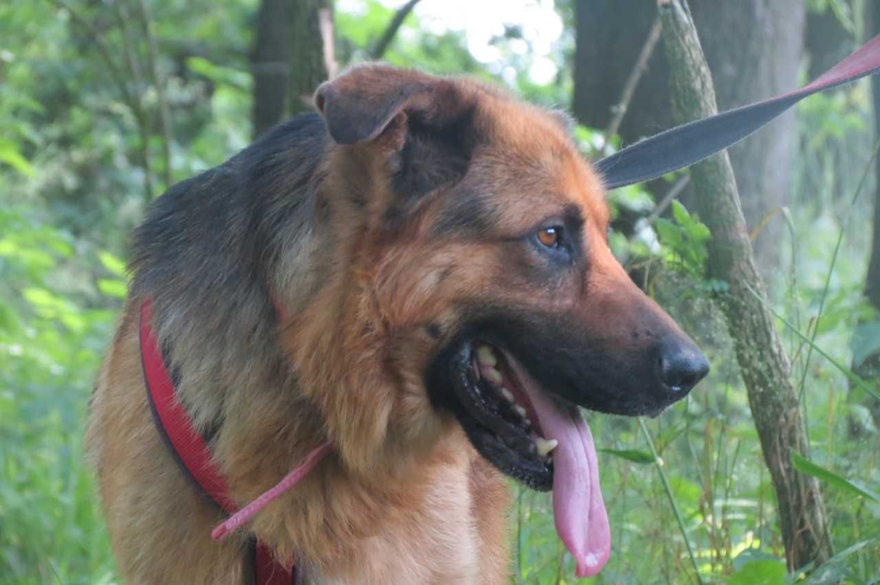 Remus - piękny psiak w typie owczarka niemieckiego szuka domu!