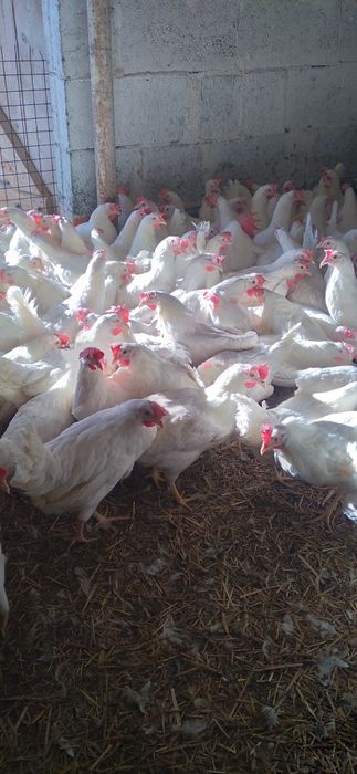 Kury Nioski Leghorn z jajkiem. Wysyłka od 10 sztuk!
