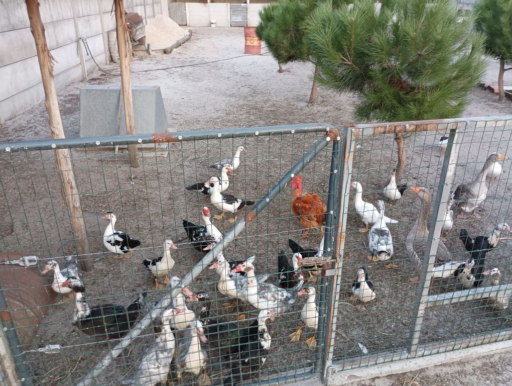 Patos mudos caseiros