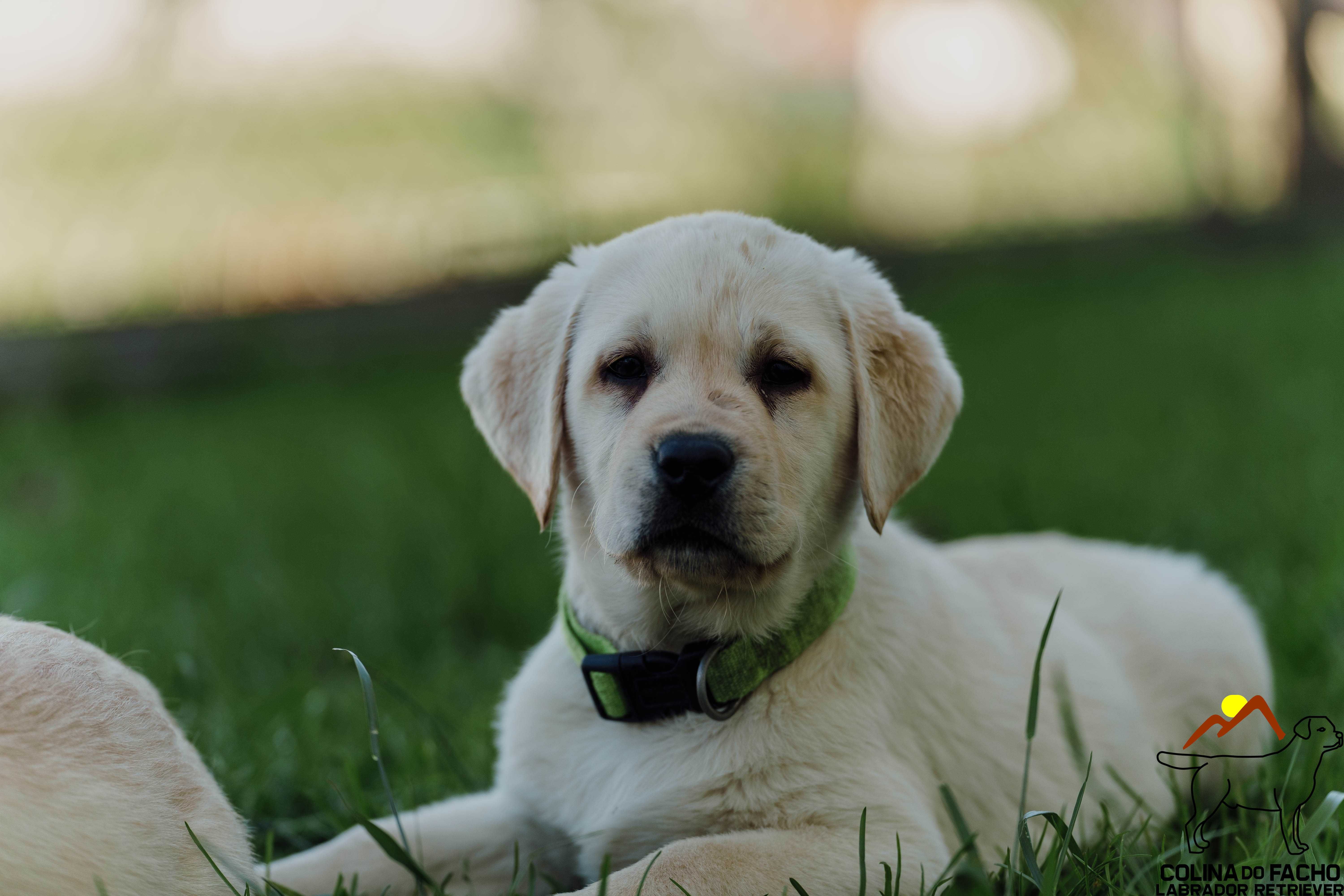 Labrador Filho Do Campeão De Portugal