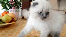 Scottish Fold point azul macho