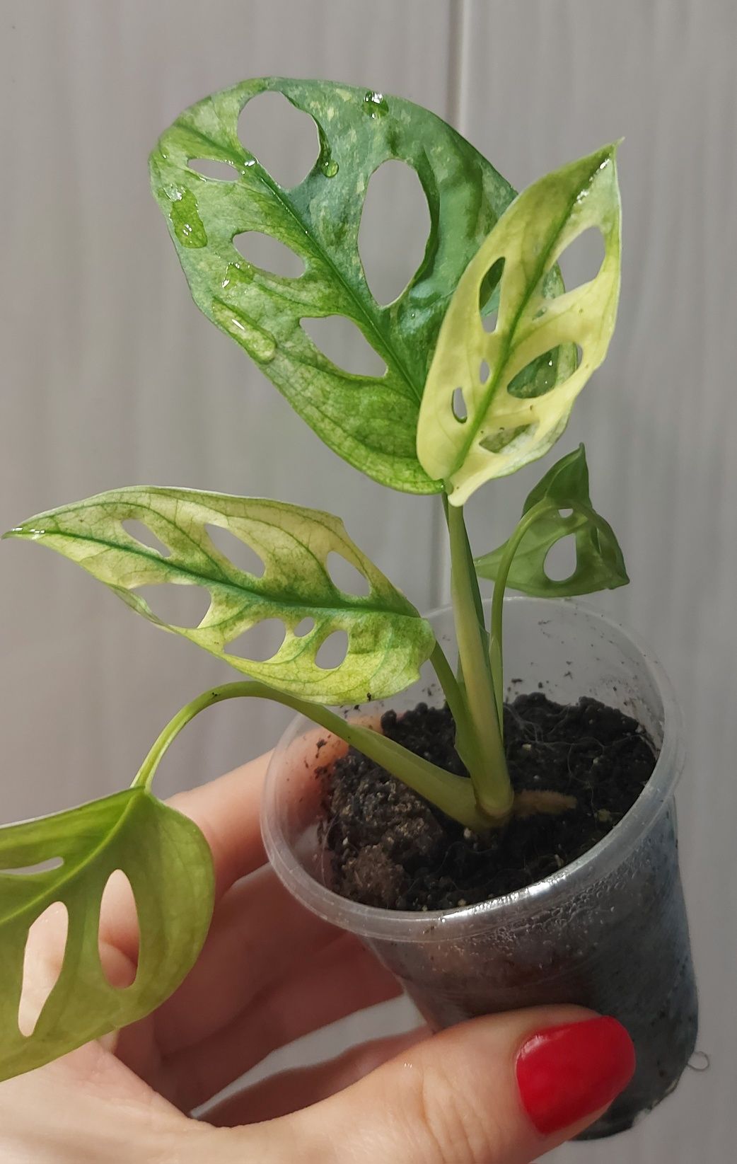 Монстера Adansonii variegated