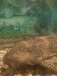 glonojad gibiceps zbrojniki 40cm