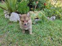 Spitz alemão anão fêmea Lulu da Pomerânia criado em ambiente familiar