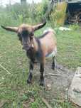 Cabrito anão com 3 meses