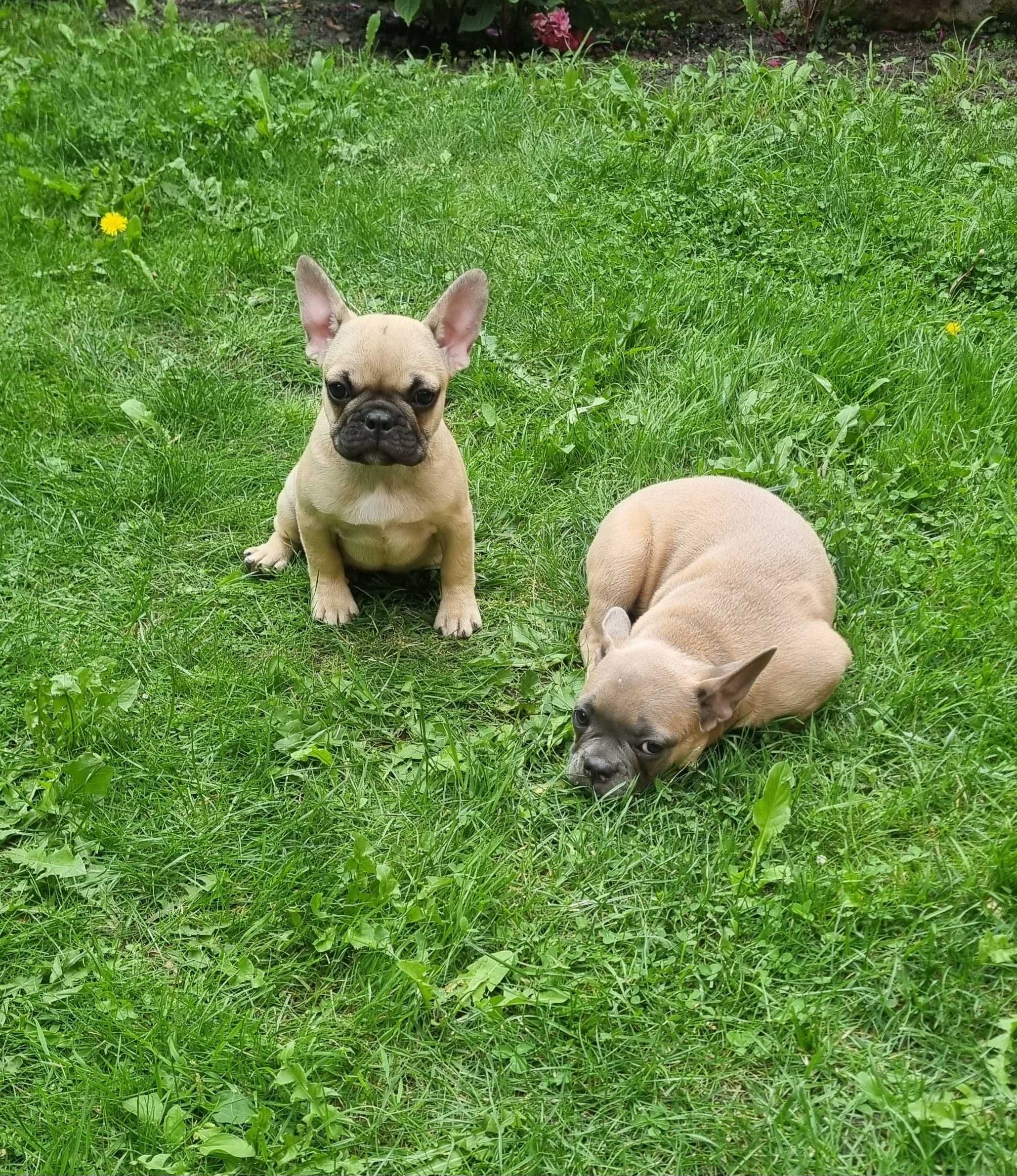 Buldog francuski suczka