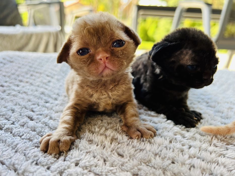 Carmen King Line - cynamonowe cudo