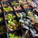 Rośliny do Terrarium Tropikalne Paludarium UNIKATY
