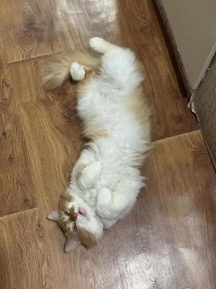 Котик шукає родину
