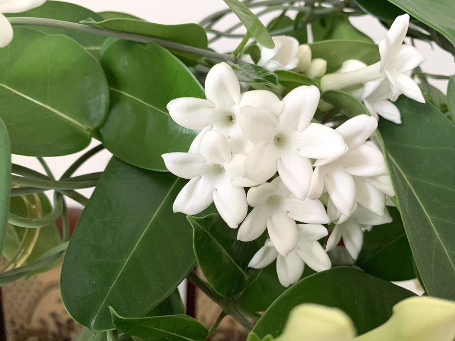 Стефанотис, мадагаскарский жасмин