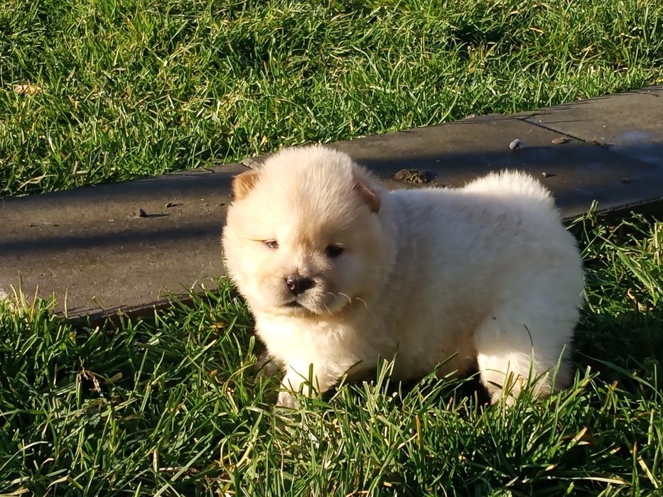 Chow Chow suczka Cream