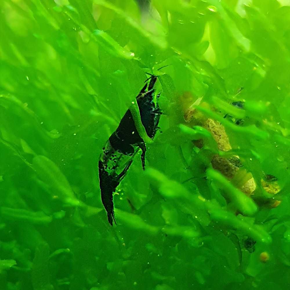 Krewetki Carbon Blue Rili (Blue Carbon Rili) WYSYŁKA Neocaridina