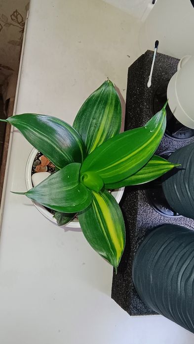 Сансевиерия Ханни "Green Mould"  var.