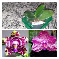 Орхідея Phalaenopsis KS Super Zebra x Mituo Sun AL